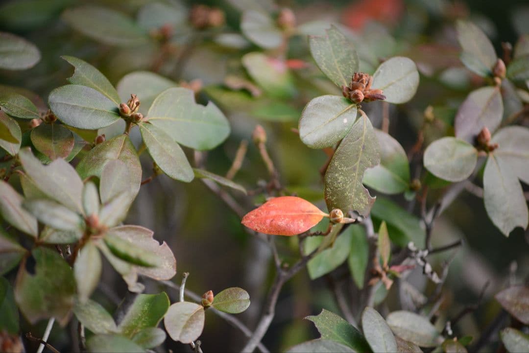 おまけ付き　NIKON AF NIKKOR 70-210mm f4