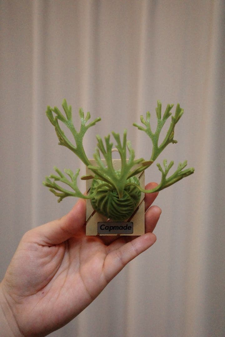 dodochan[ビカクシダ マグネット]リドレイRod Pattison