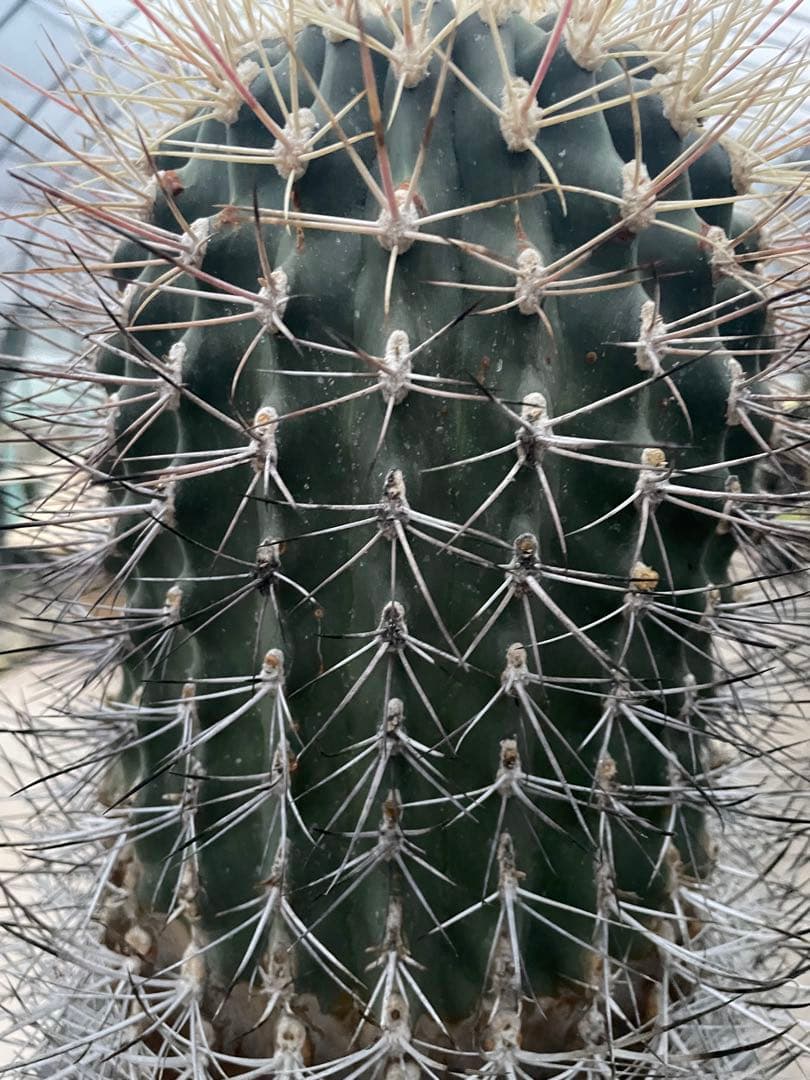 サボテン 白鳥丸 フェロカクタス 古株 超巨大株
