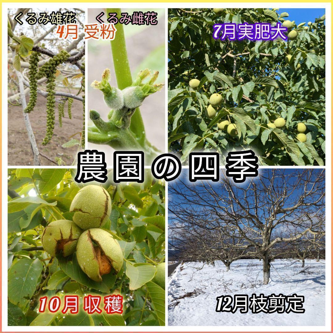 【かおりん商品】25年産 新物 国産 殻付き信濃くるみ 極小〜小 13kg