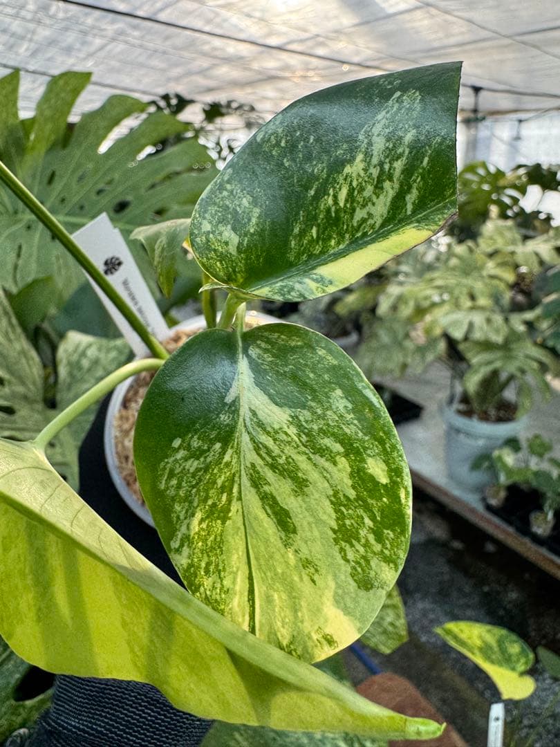 G5モンステラ　イエローマリリン　黄斑入り