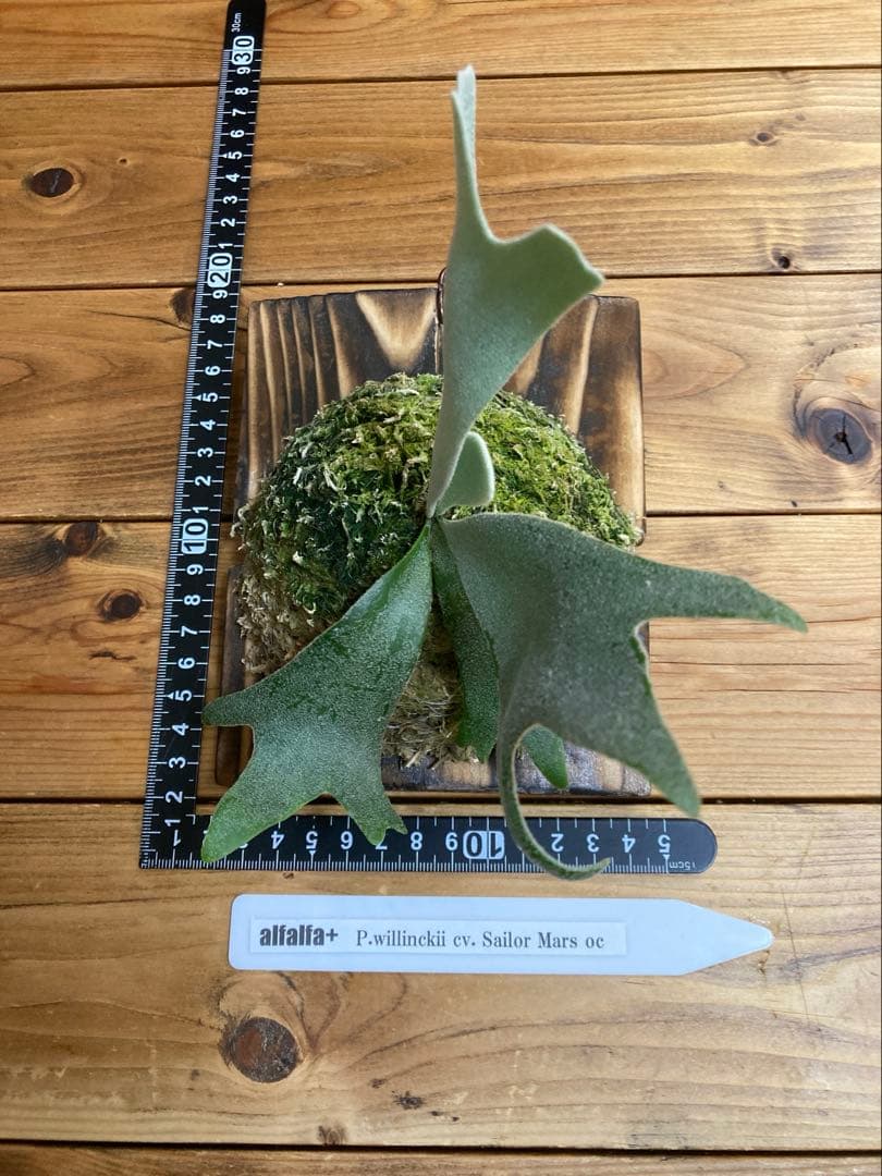 ビカクシダ ウィリンキー \"セーラーマーズ\" oc