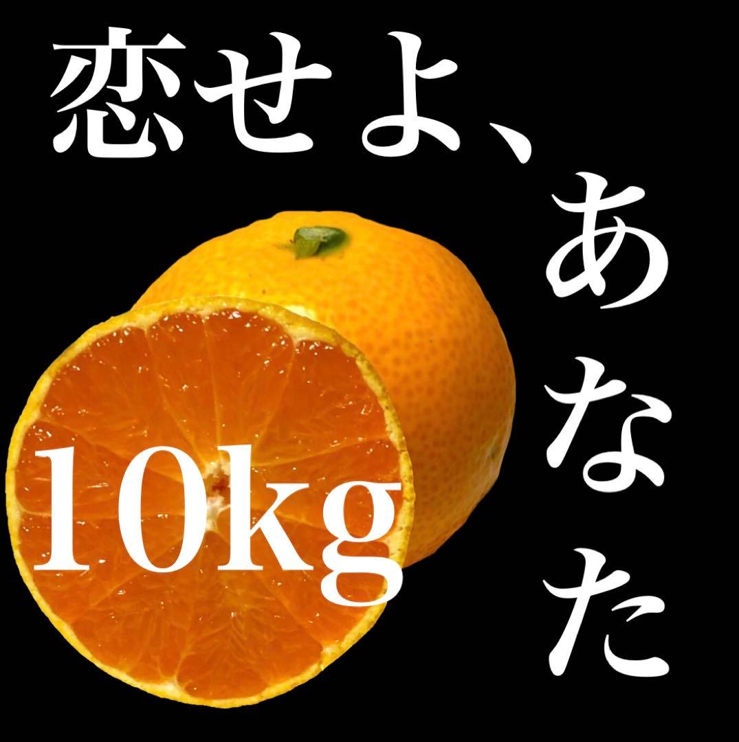 果物 10kg