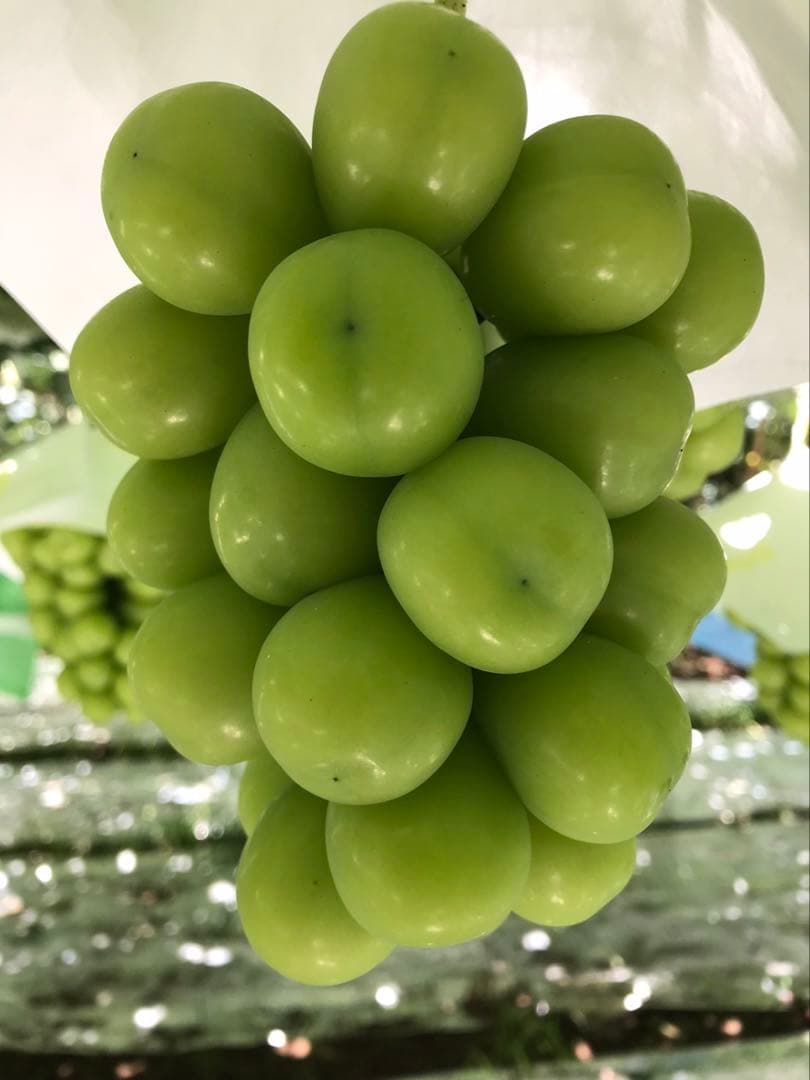 山梨県産シャインマスカット4kg