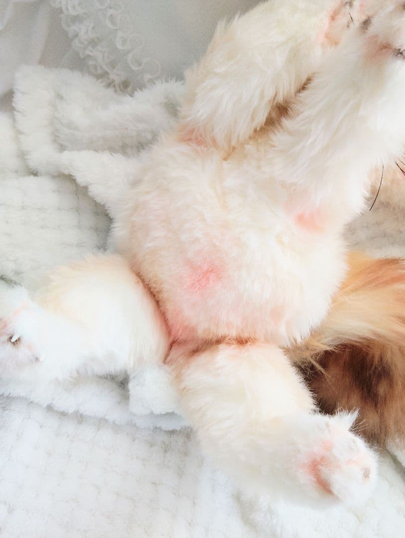 フェネックベビー♡赤ちゃん抱っこサイズ♡アートドール♡ぬいぐるみ♡