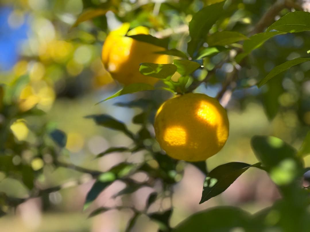 NAGOMIの柚子 20年間農薬不使用『バグーツ10kg』