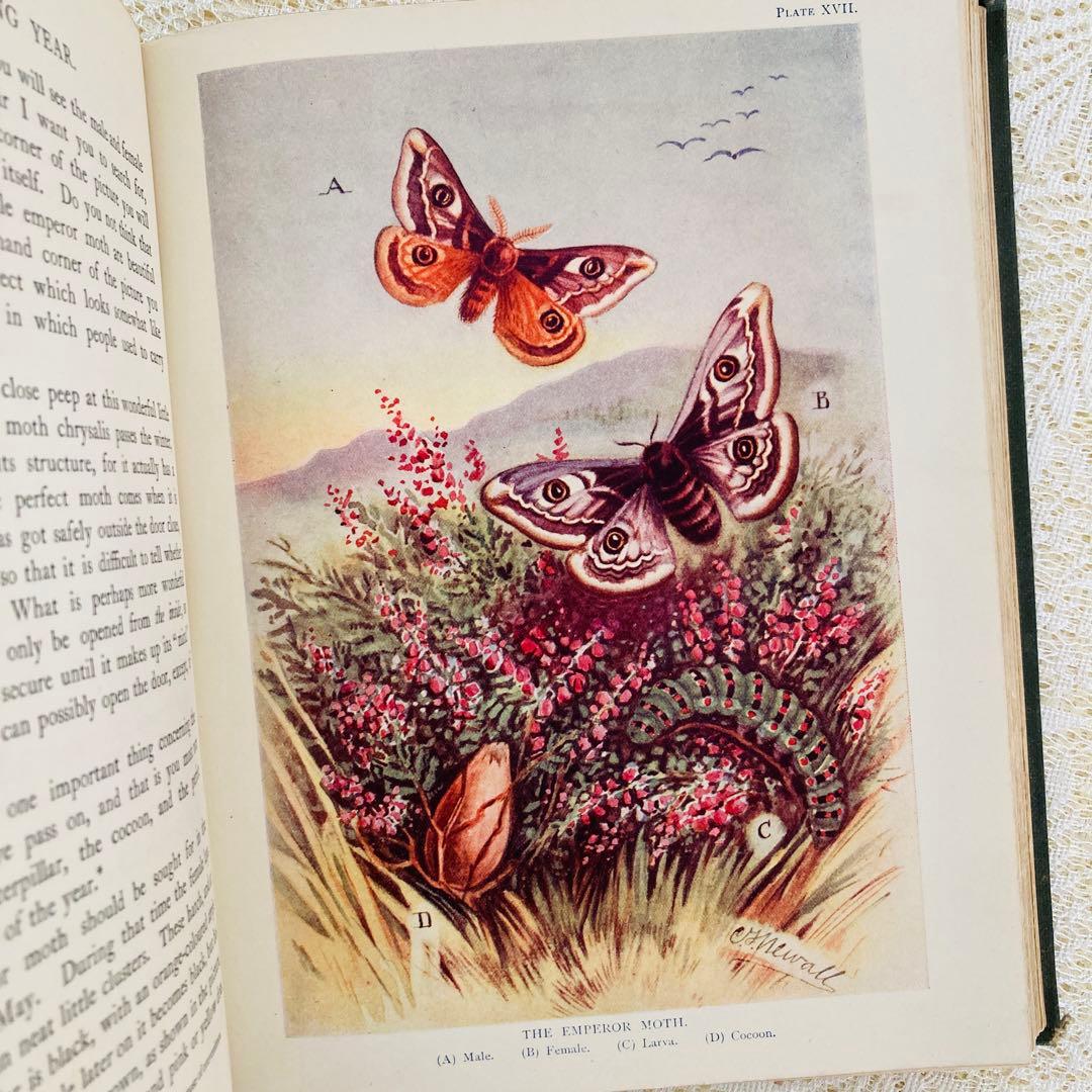 希少　イギリスのアンティーク動植物図鑑　鮮やかで美しいイラスト♡　洋書・古書