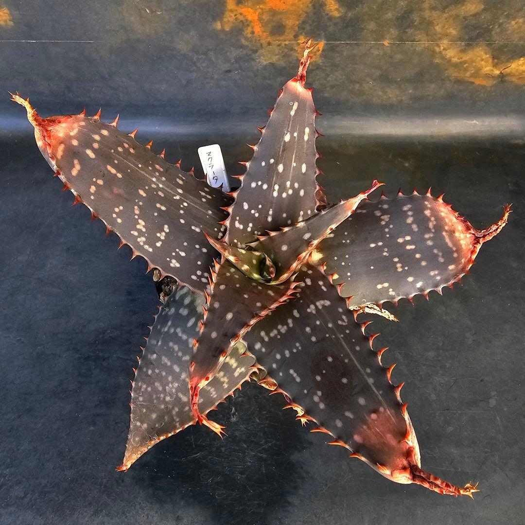 メルカリ便発送&ロウルサンコさんラベル付き☆アロエ マクラータ