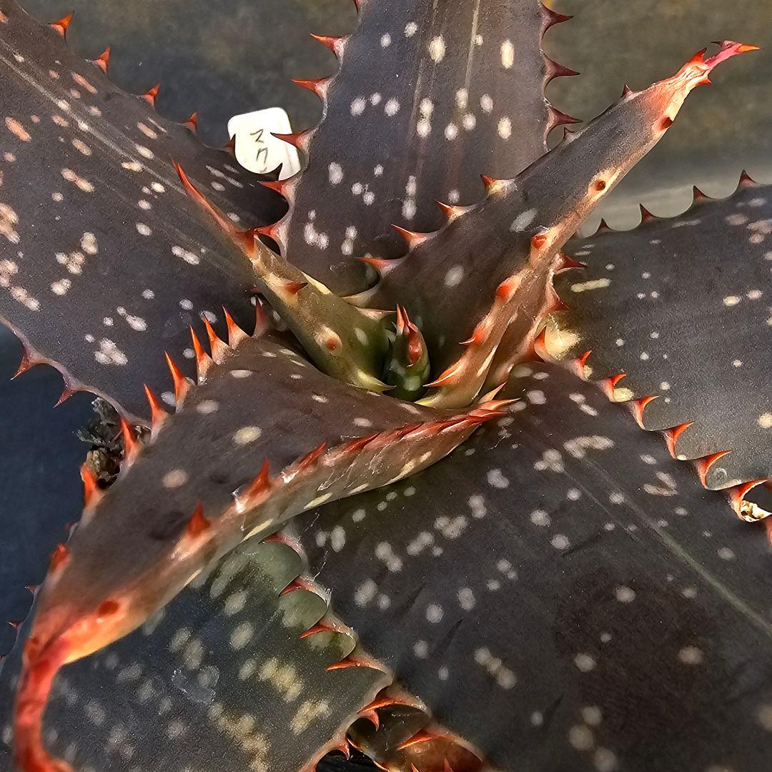 メルカリ便発送&ロウルサンコさんラベル付き☆アロエ マクラータ