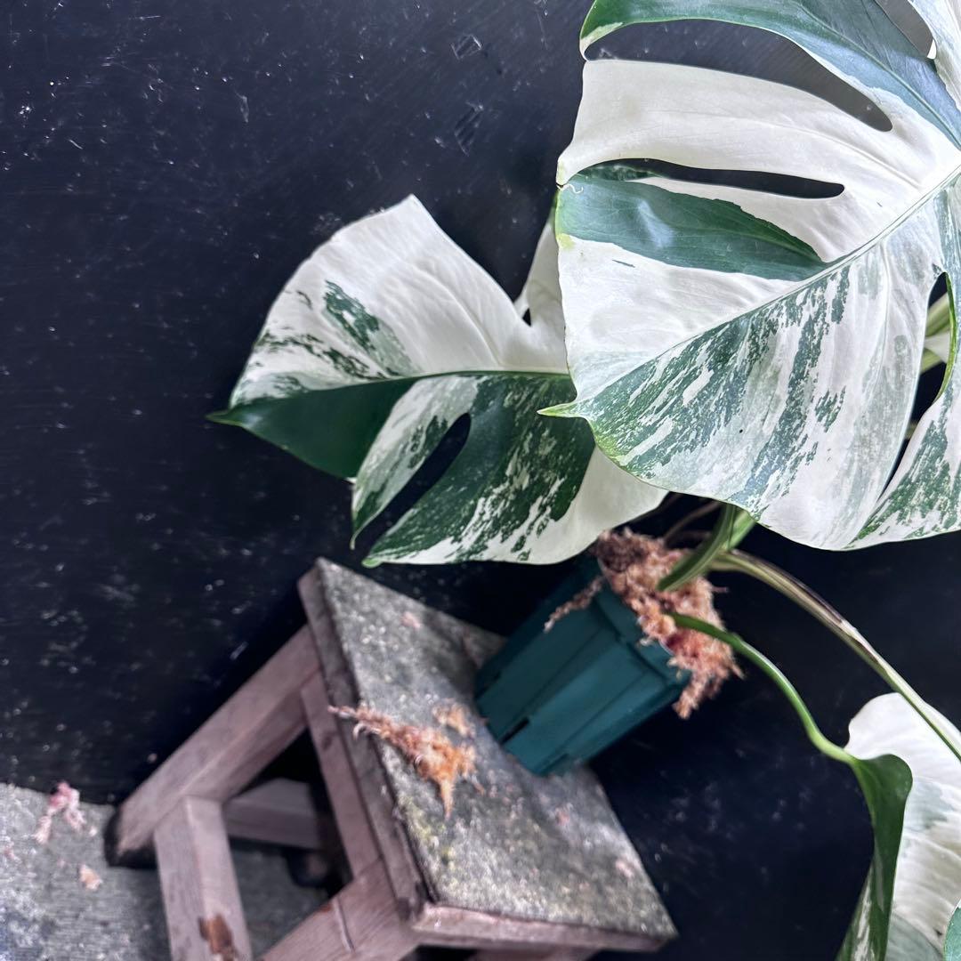 ば*ん様 斑入りモンステラ ホワイトタイガー極美大株64cm白斑多