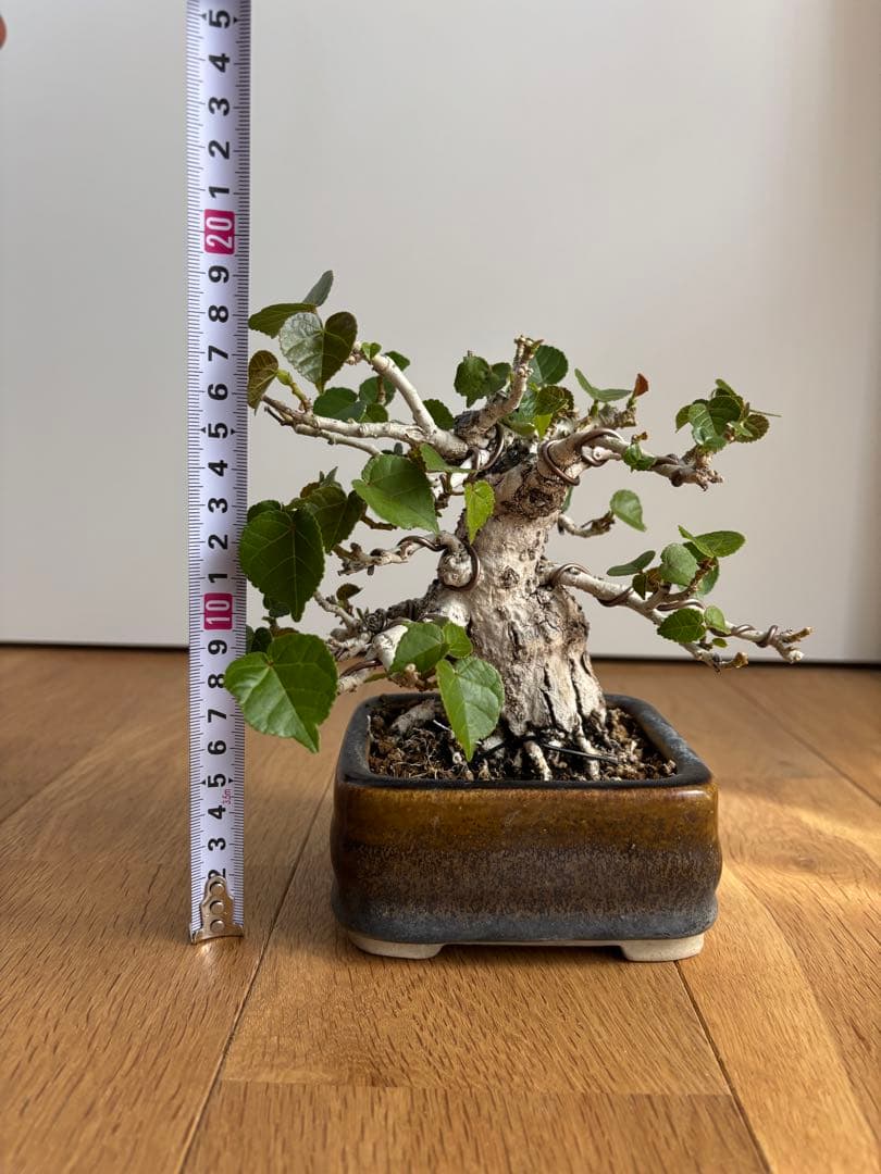 オオハマボウユウナ