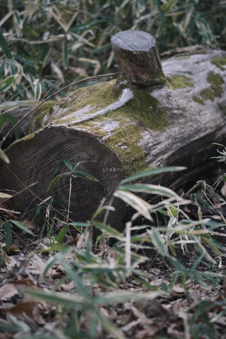 極彩色の中望遠！Carl zeiss Sonnar 100mm F3.5 MMJ