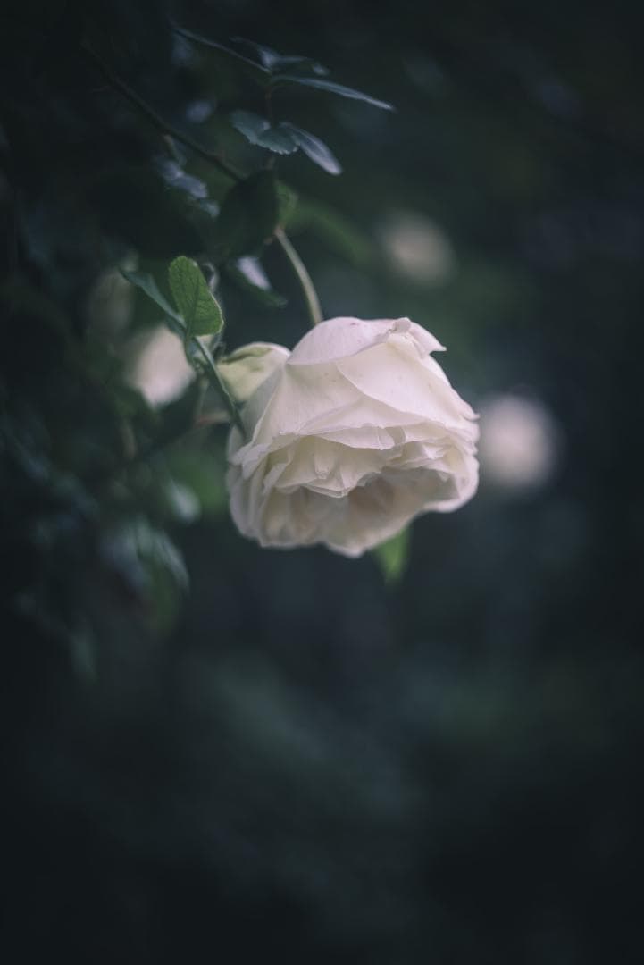 虹の出るライカの癖玉！Leica Summar 50mm F2 オールドレンズ