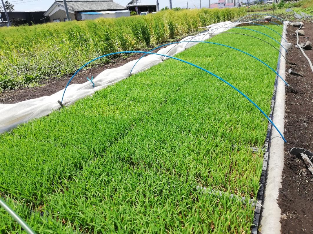 農家直送　子育て応援米　農薬不使用　9.5キロ　令和7年産　赤城産ちほみのり