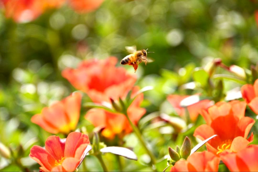 はちみつ　日本蜜蜂のハチミツ　奥山の蜂蜜　花粉入り