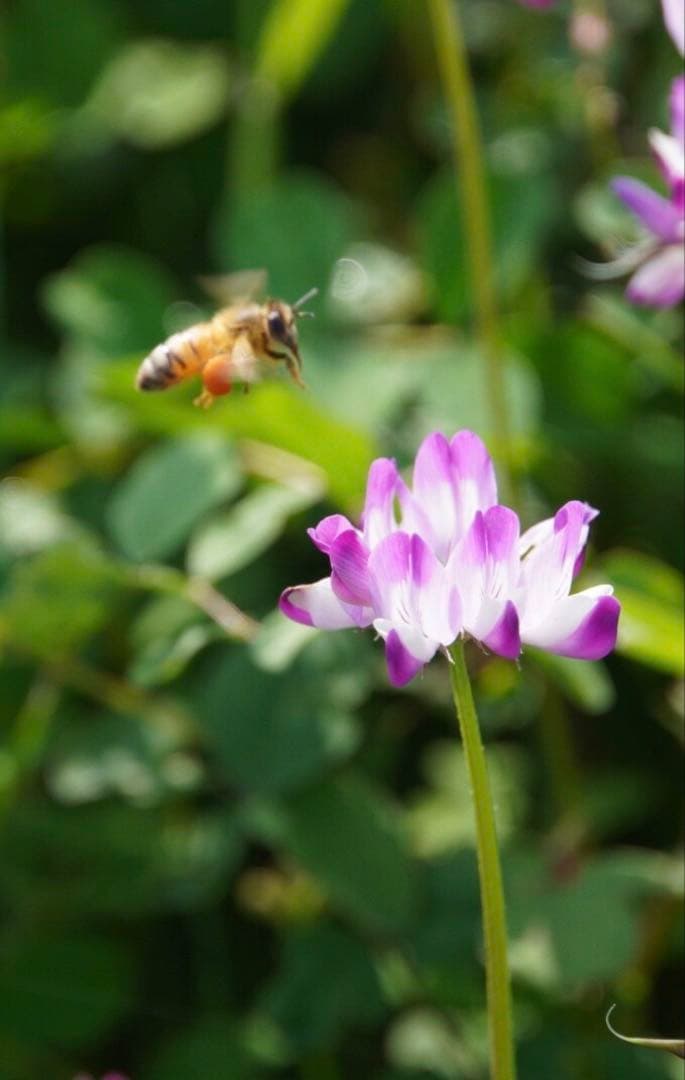 はちみつ　日本蜜蜂のハチミツ　奥山の蜂蜜　花粉入り
