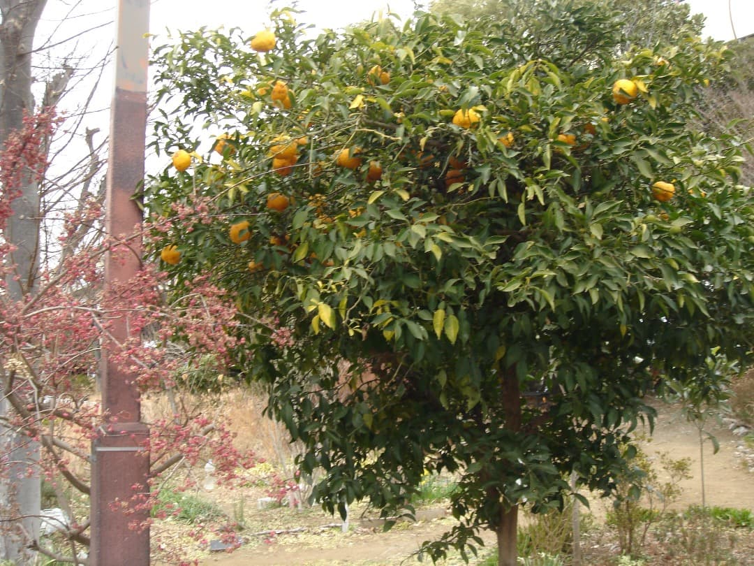 実写美⭕️【動作確認済】SONY Cyber-shot DSC-T5