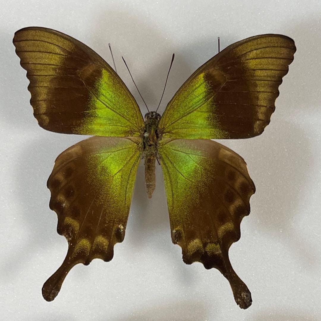 美しいアゲハ蝶標本、ドイツ箱売り