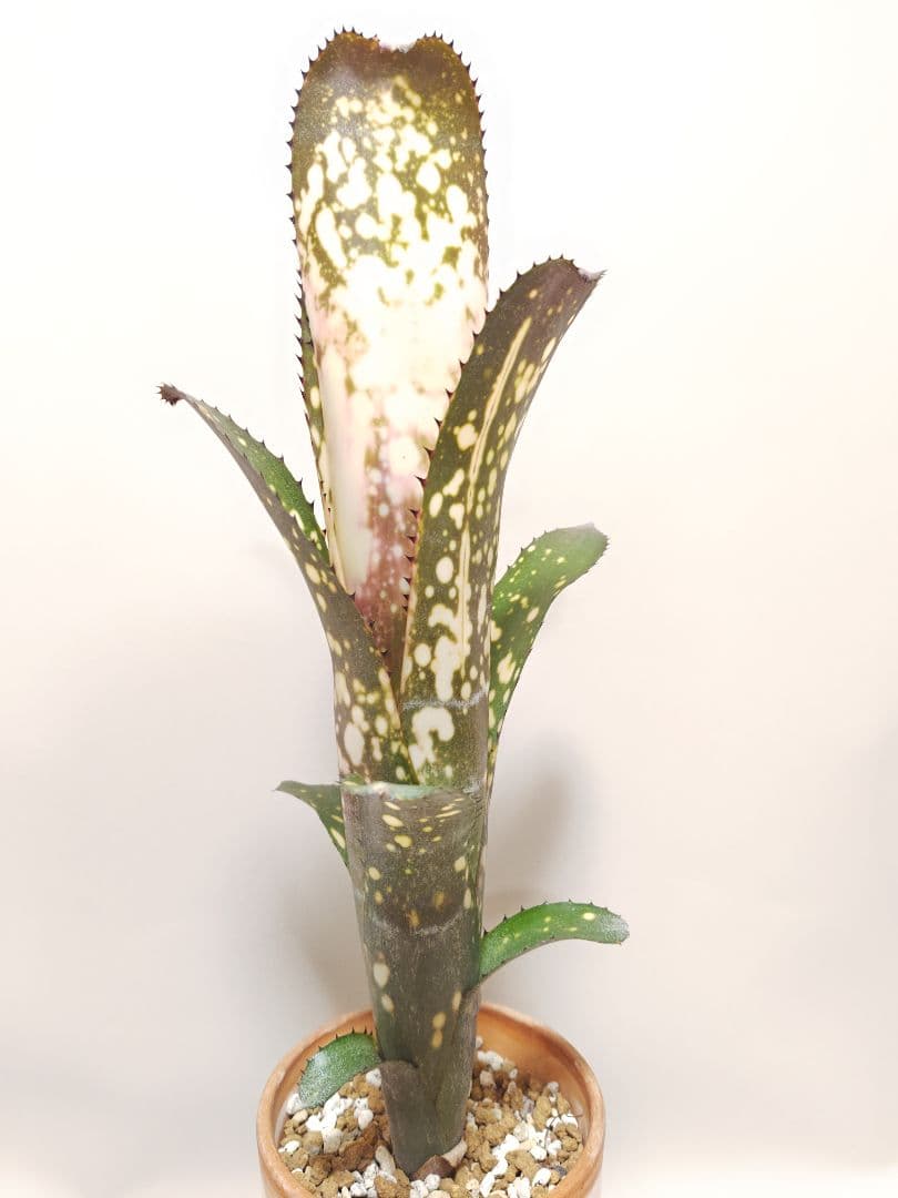 ビルベルギア　メリーモナーク