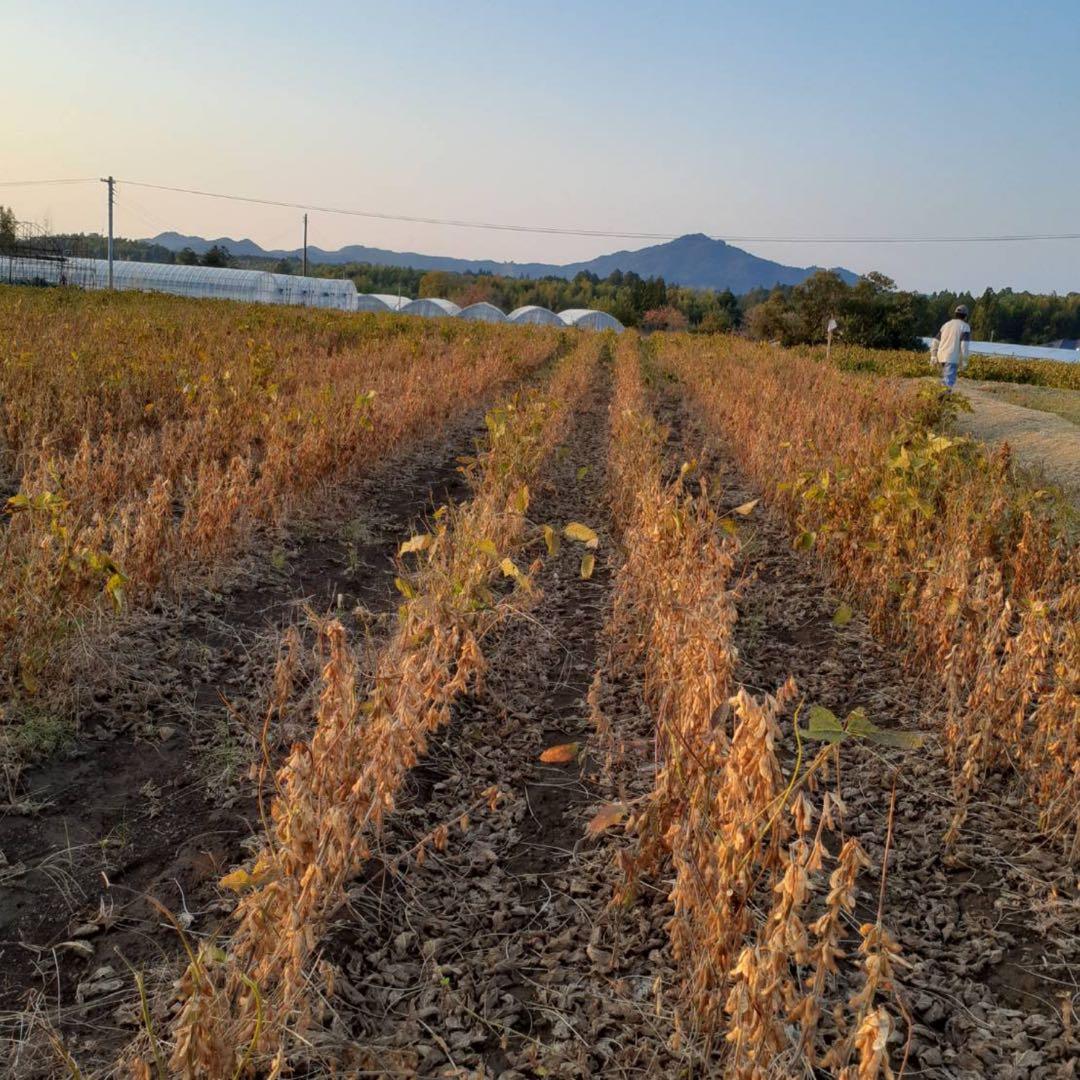 自然栽培　幻の大豆『八天狗』10kg 熊本県産