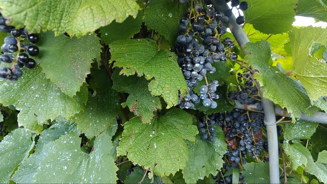 信州産醸造用山葡萄10kg