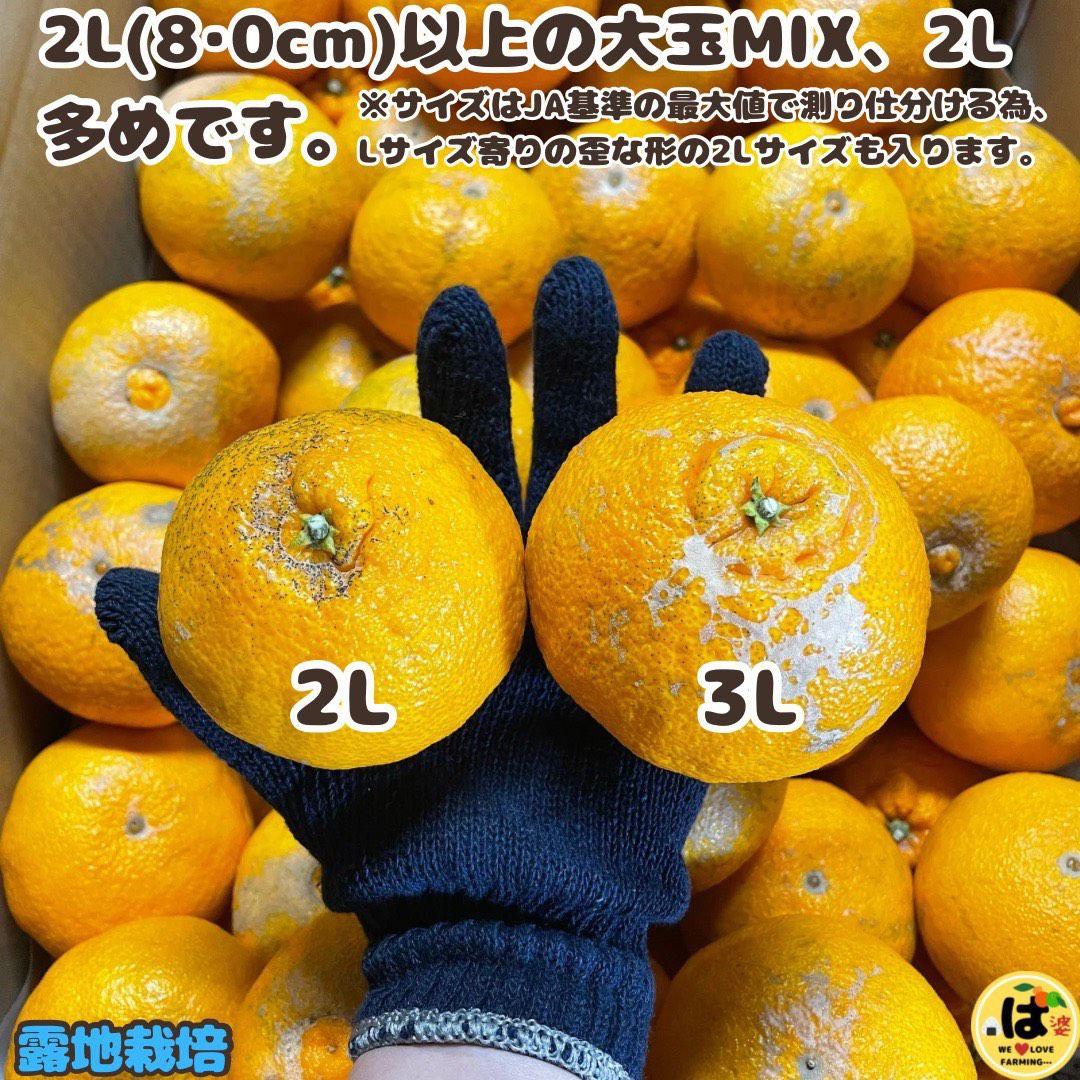 ※確認用　家庭用　大玉MIX箱込み9.5kg以上【露地栽培　不知火　デコポン】