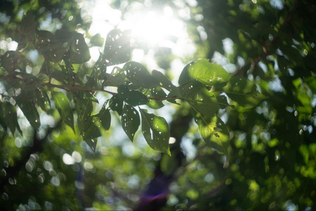 分解清掃済 Helios-44-2 58mm f2 ぐるぐるボケ 21