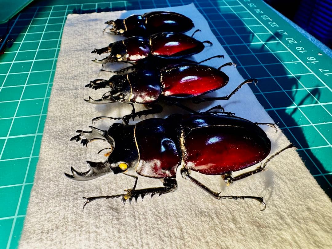 ヤエヤママルバネクワガタ 規制前標本