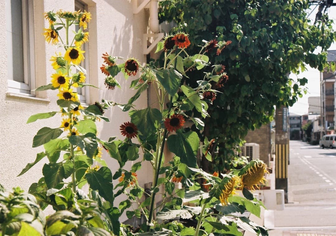 【動作品】Canon AE-1Program＋NEW FD 50mm f1.8