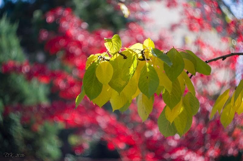 55　未使用　取説　純正ケース付ぐるぐるボケレンズ　 ヘリオス　44-2　M42