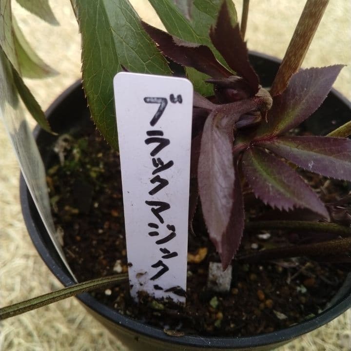 広瀬園芸。ブラックマジック。黒色の多弁花のクリスマスローズ。 NO36