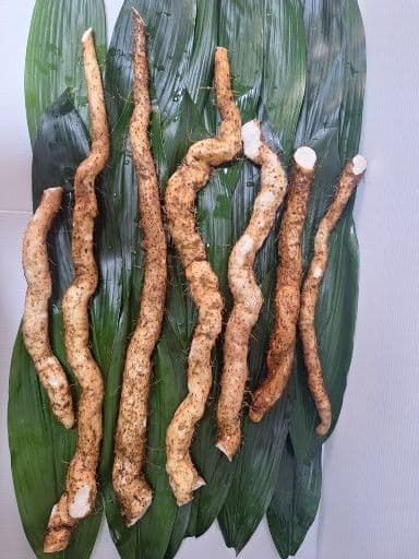 天然自然薯　2・2kg