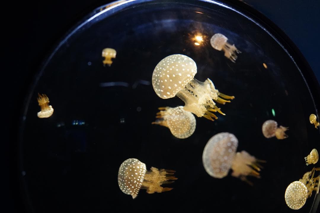 Sony FE 50mm F1.4 ZA レンズ