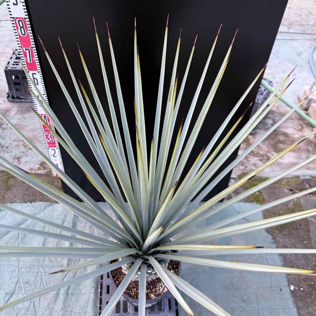 ゆ*。様 【AL1156】ユッカ　リギダ　24cm鉢