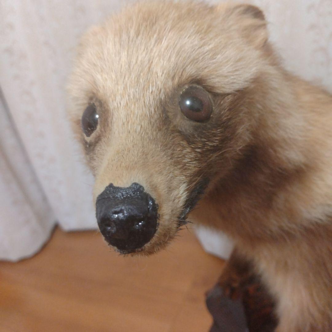 タヌキの置物 ガラスケース付き