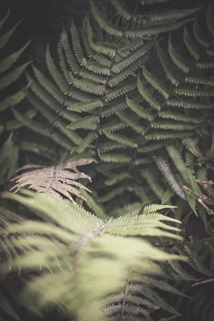 狂気の原点！Leica Xenon 50mm F1.5 オールドレンズ