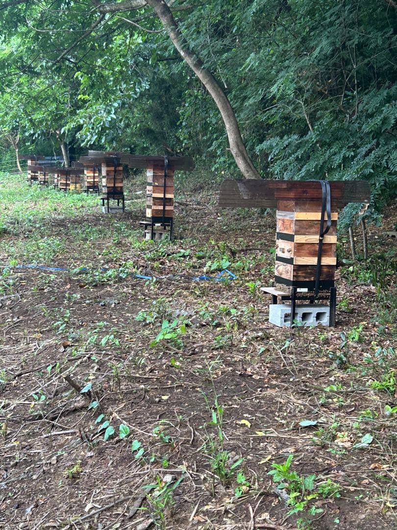 日本ミツバチ・純粋天然蜂蜜1000g2本