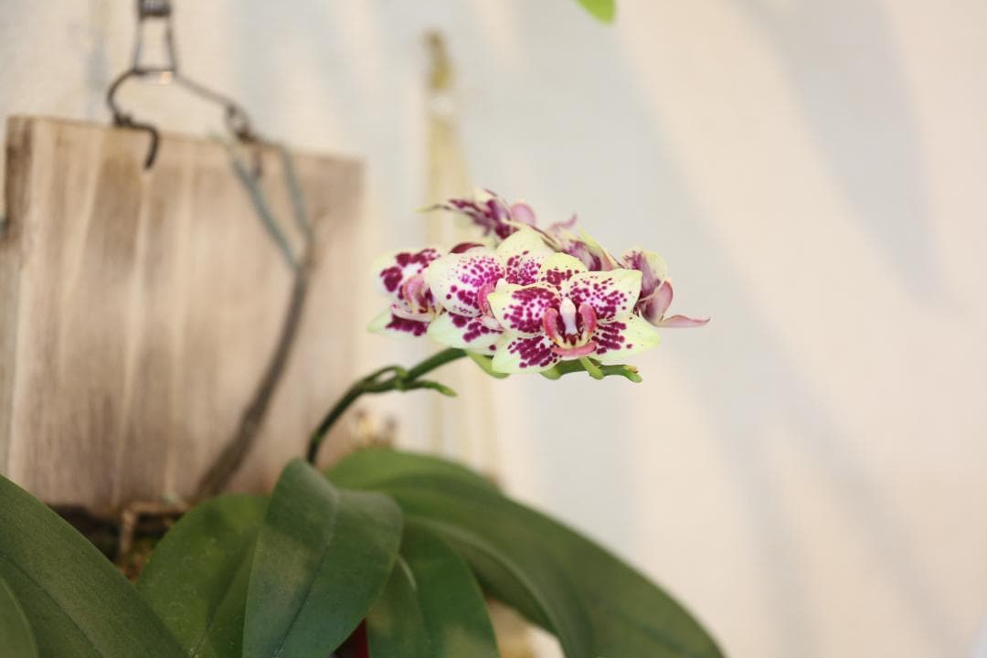 レンズ(ズーム) Canon EF70-200mm F4.0 L IS USM