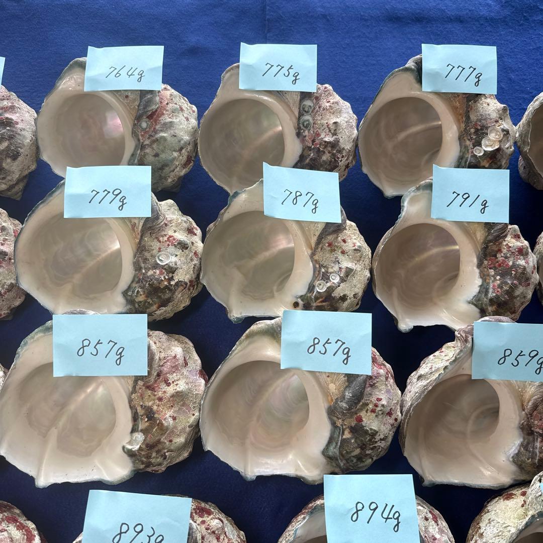 夜光貝　ヤコウ貝　まとめ売り　19個　15、5kg アクセサリー　ルアー