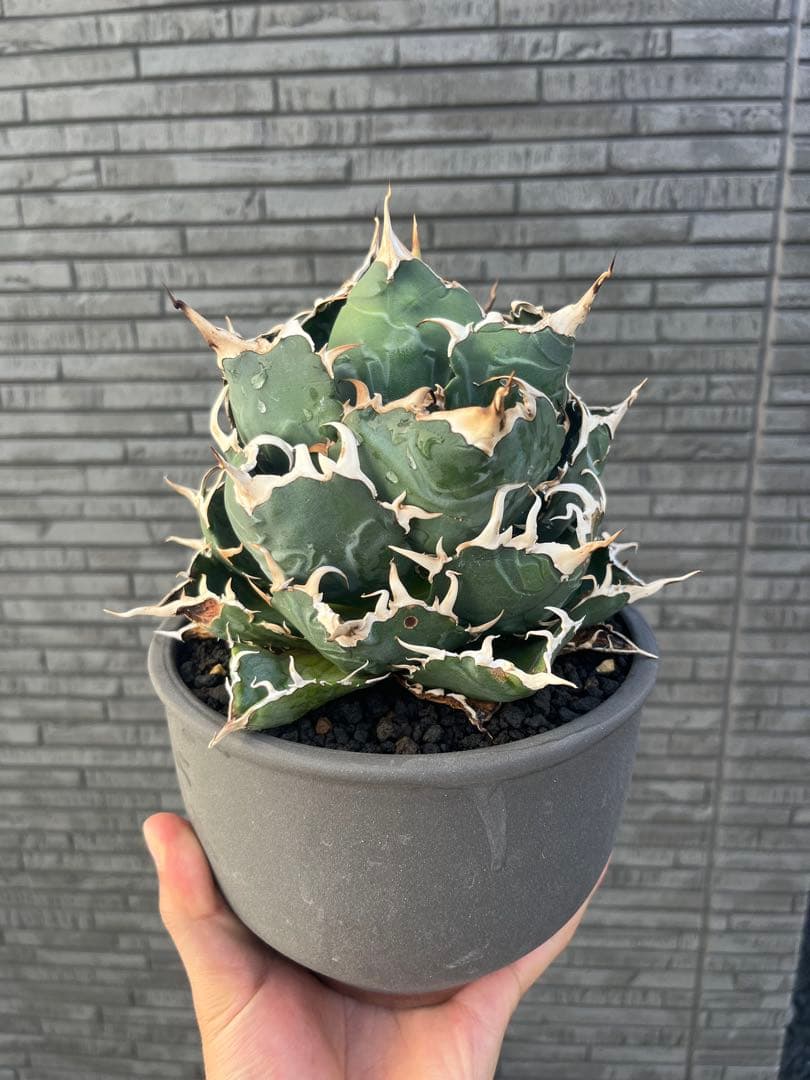 アガベ 白鯨 伝市鉢