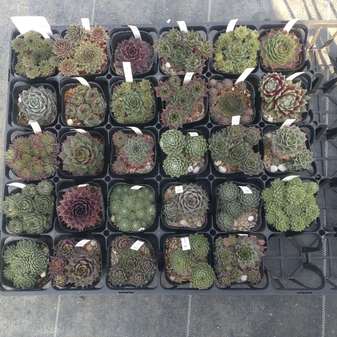 セダム(*´ω｀*)さん専用