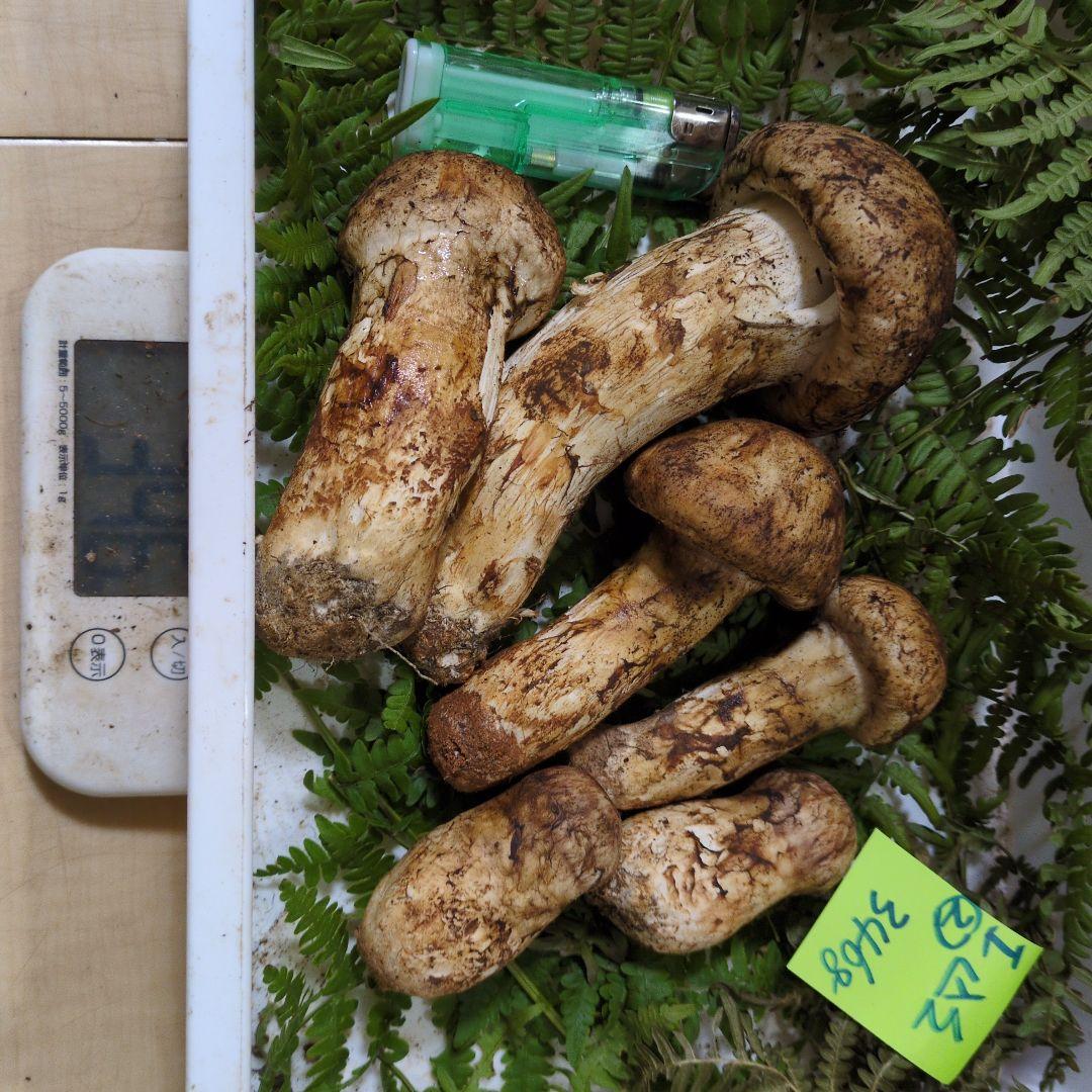 明日最終出品　和歌山松茸　新鮮朝市　込み込み　346㌘