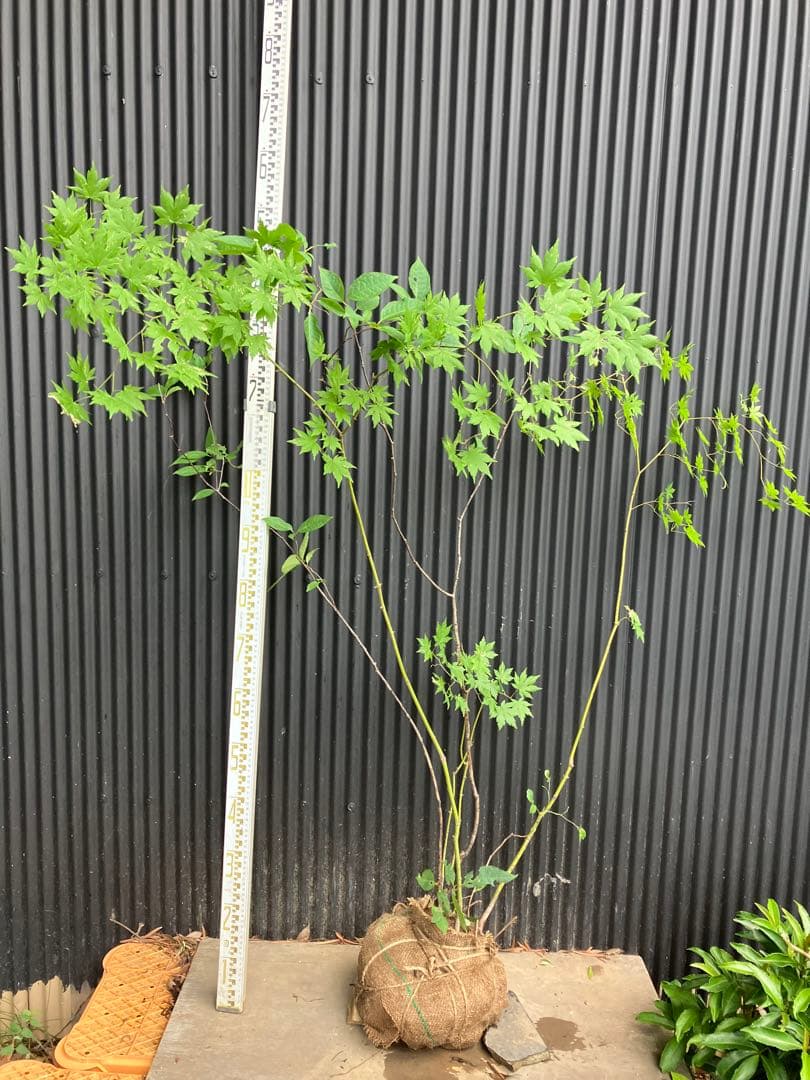 hiroooです！ 山採り　ヤマモミジ　ウワミズザクラ　混合株