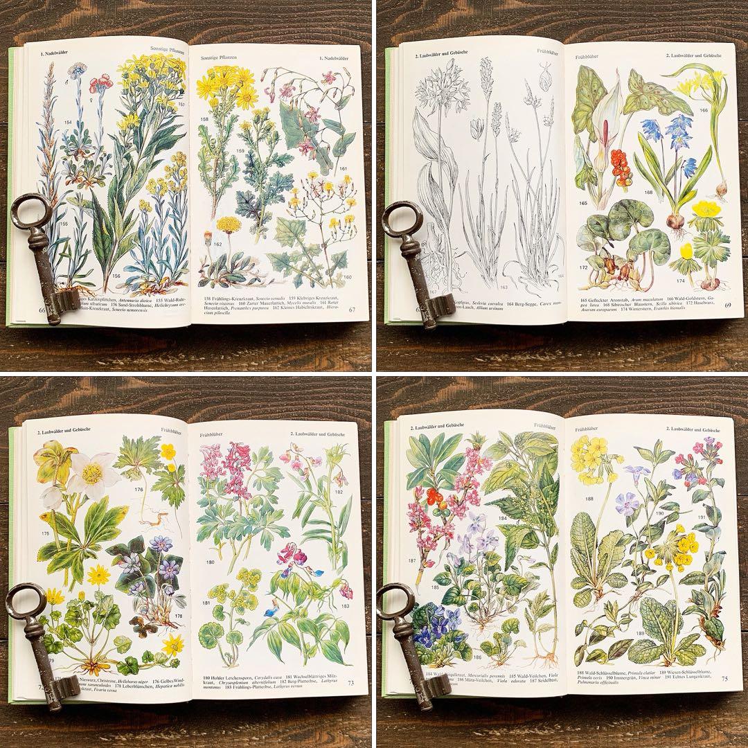 [沢山の植物画]ドイツの古い植物図鑑(1971年)/ボタニカルアート 植物画 /