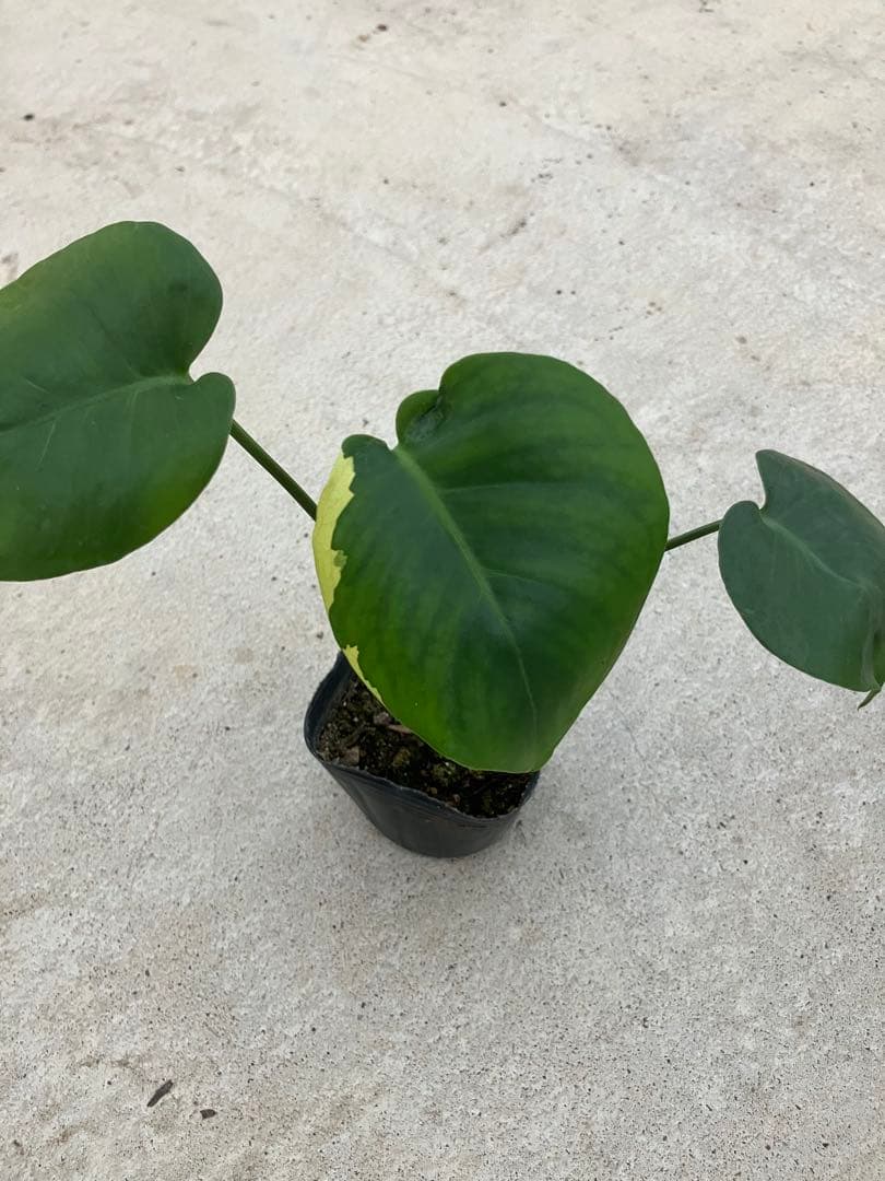 モンステラ斑入り　デリシオーサ実生苗　10鉢セット