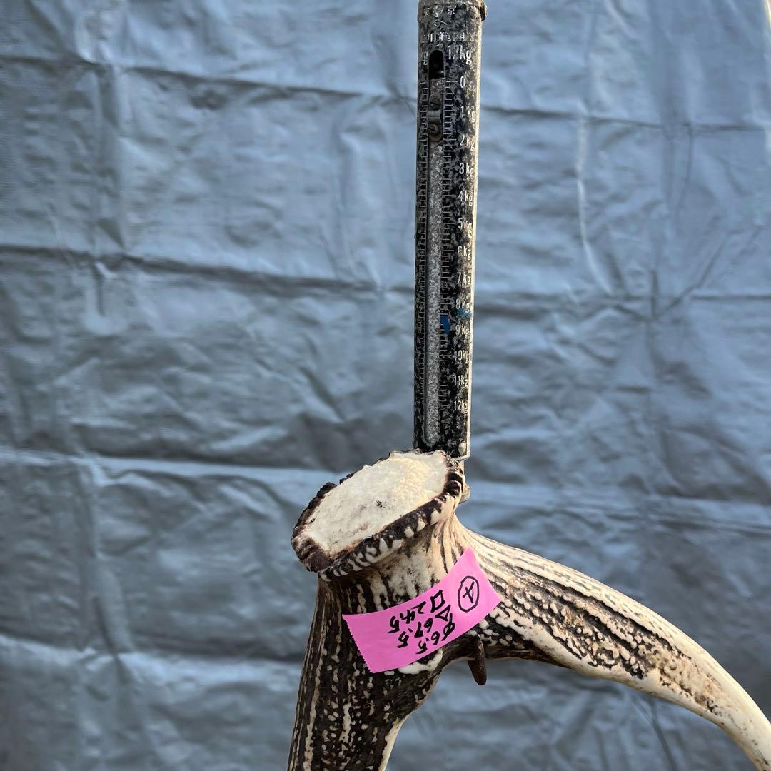 【天然物】※お値下げ済 鹿の角 エゾシカ⚫︎左右非対称⚫︎10本セット（約10kg）