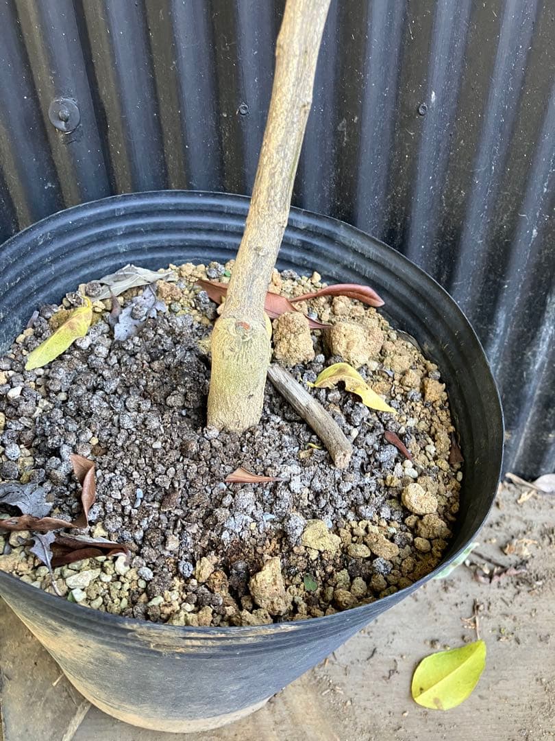 どん兵衛さま専用