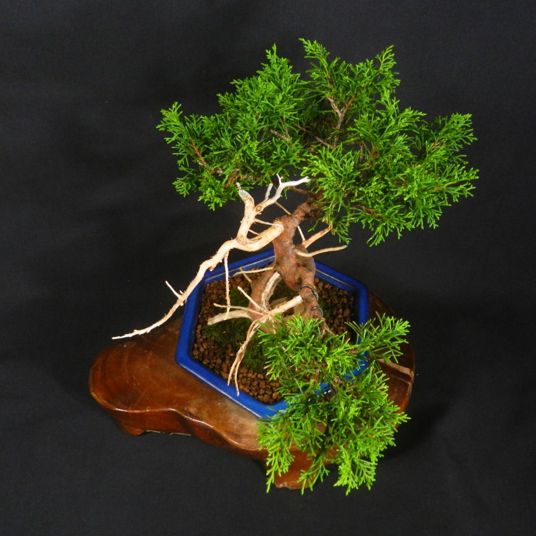豆*郎様 【一起園芸】糸魚川真柏・小品盆栽◆人気盆栽樹・形良好な一品です◆