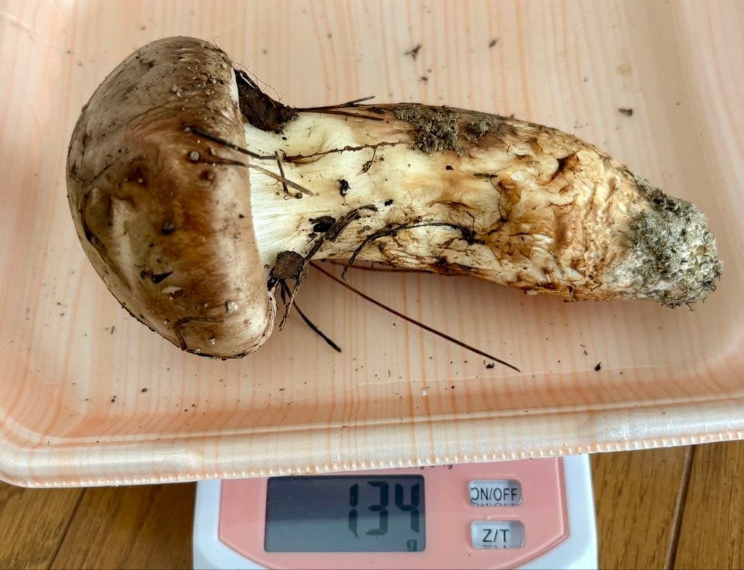 マツタケ つぼみ 一本 １３４グラム 広島県産