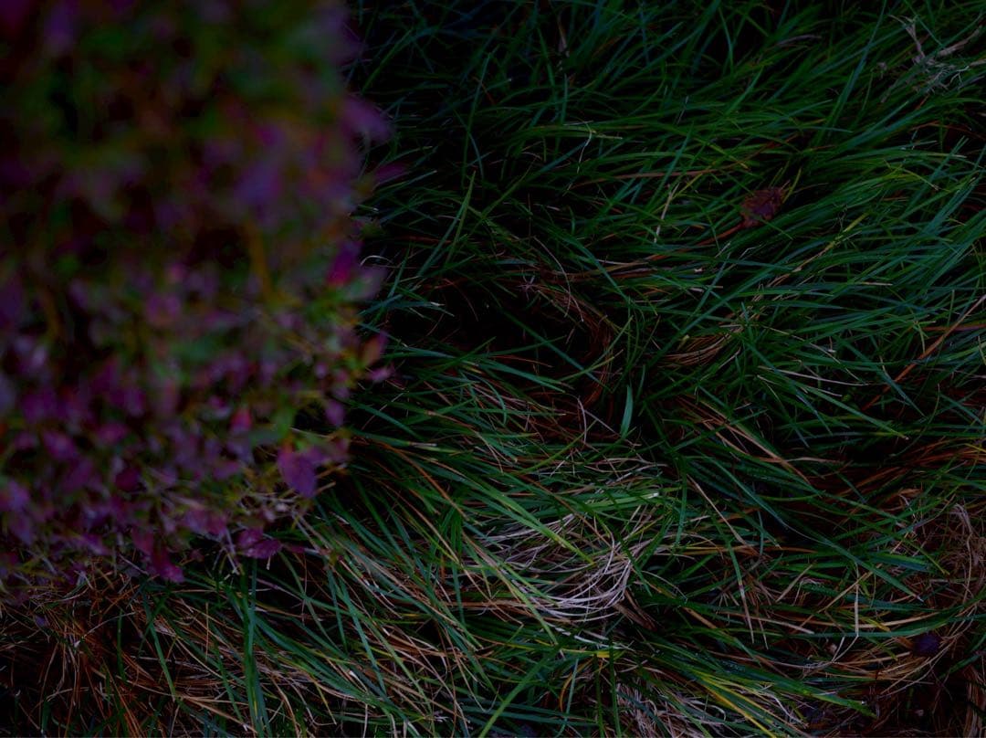 Carl Zeiss C Biogon T* 35mm F2.8 ZMマウント